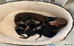 Miniature Dachshund dogs for sale: Miniature Dachshund Puppies - Image 3