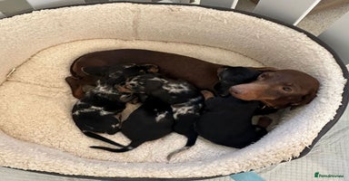 Miniature Dachshund dogs - Advert 5
