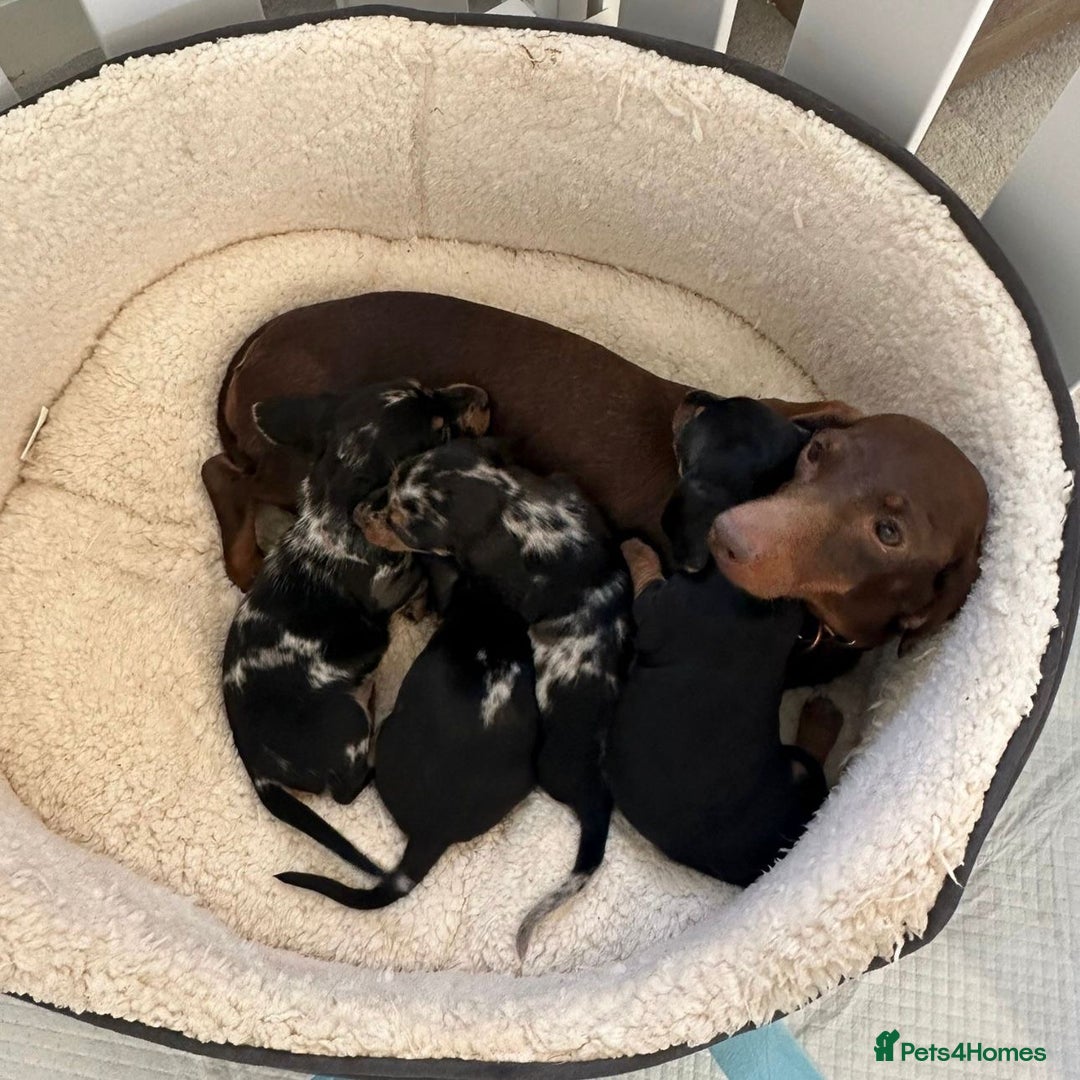 Miniature Dachshund dogs for sale: Miniature Dachshund Puppies - Image 3
