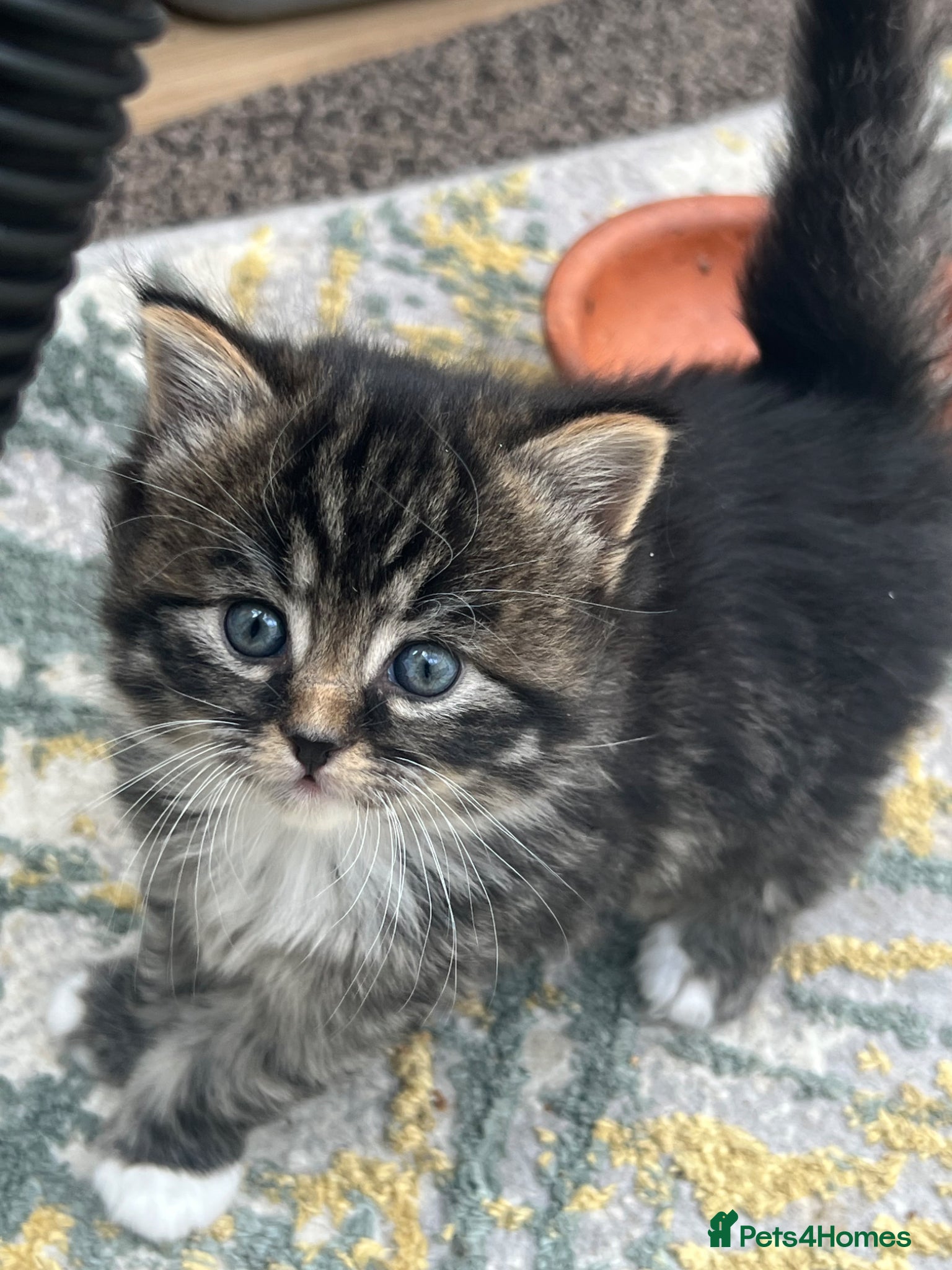 British Shorthair cats Adorable Kittens – Super Playful & Affectionate 🐱 - Advert 1