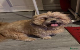 Shih Tzu dogs for stud: Charlie for stud - Image 2