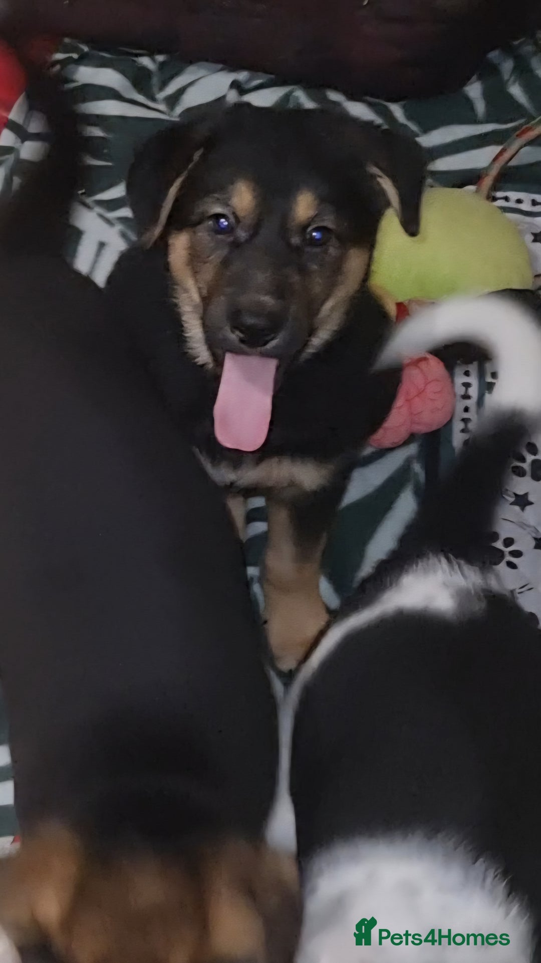 Mixed Breed dogs for sale: German shepard cross for sale - Advert 4