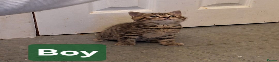 Mixed Breed Kitten 2