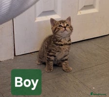 Mixed Breed cats - Advert 10