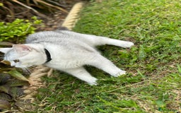 British Shorthair cats for sale: Rare polar-coloured(light silver/blonde)coat - Advert 6