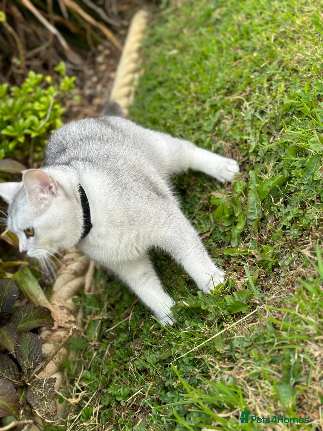 British Shorthair cats for sale: Rare polar-coloured(light silver/blonde)coat - Advert 6