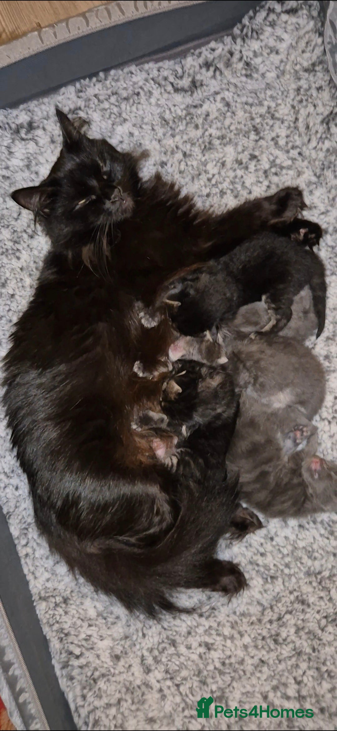 Maine Coon cats for sale: Friendly Maine coone mix baby's ready to go  - Advert 28