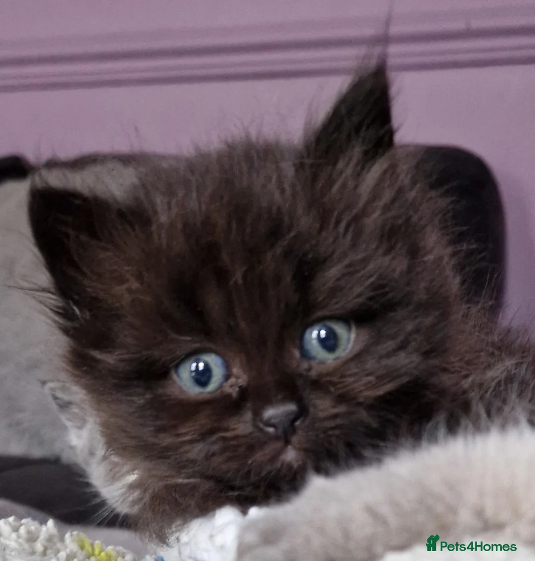 Persian cats for sale: Persian Kittens - Advert 19