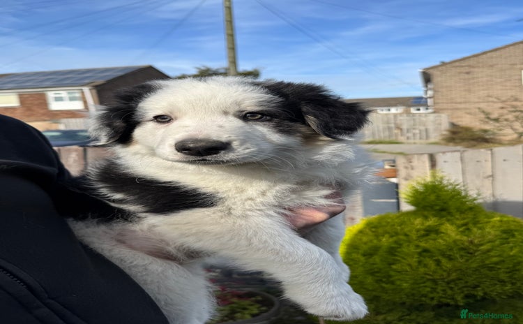 Border Collie dogs - Advert 1