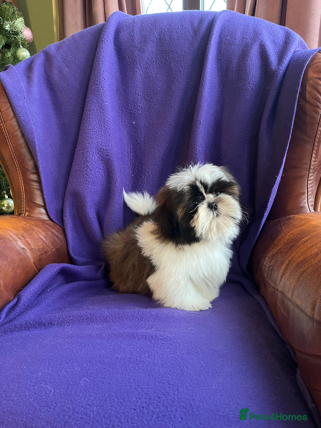 Shih Tzu dogs for sale: Lovely ShihTzu puppies - Advert 4