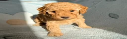 Cockapoo dogs for sale:  ✨ beautiful girl available ready to leave ✨  - Advert 10