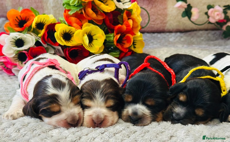 Cocker Spaniel dogs - Advert 9