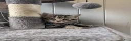 Mixed Breed cats for sale: LAST 2: British shorthair kittens - Advert 25
