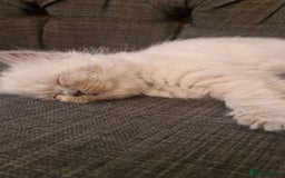 Ragdoll cats for sale: Gorgeous Ragdoll Kittens  - Image 17