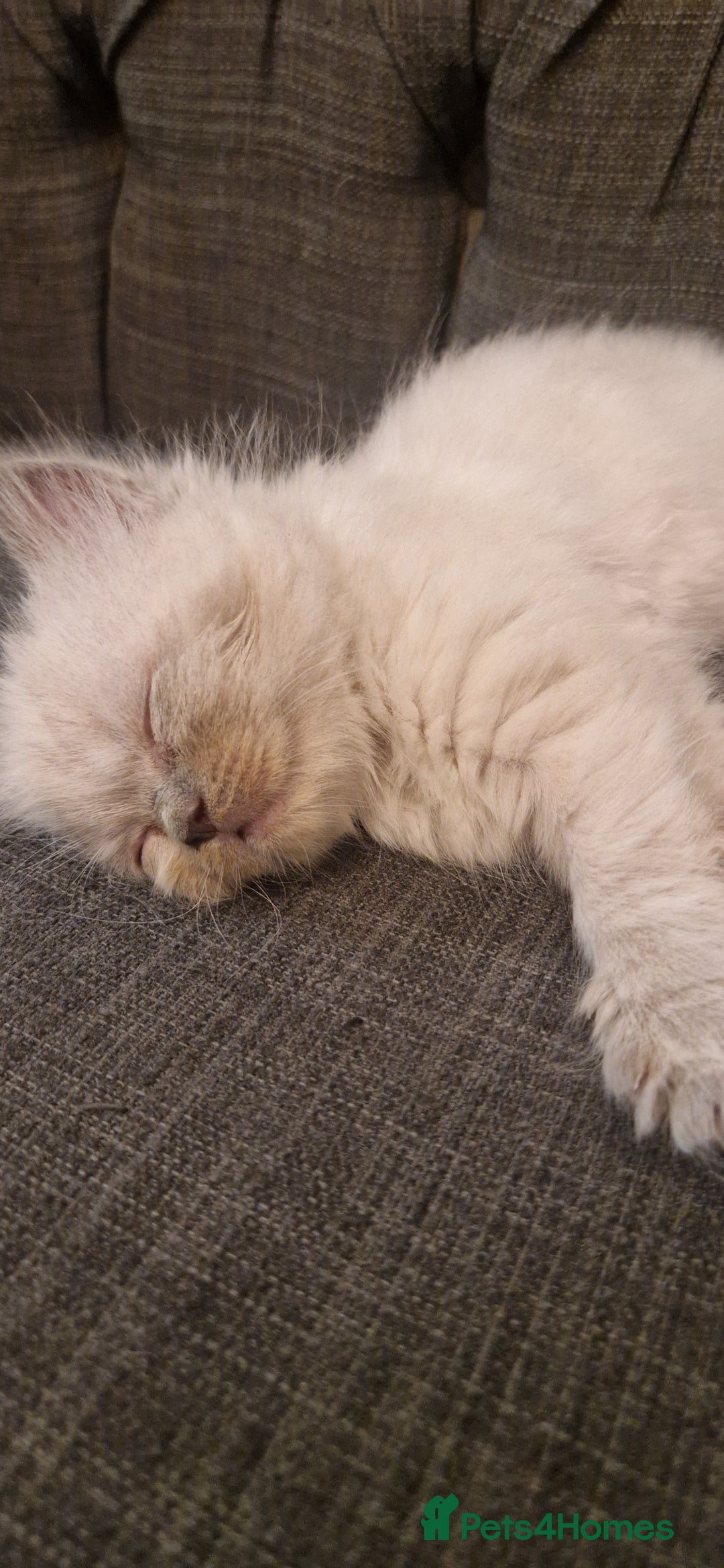 Ragdoll cats for sale: Gorgeous Ragdoll Kittens  - Image 17