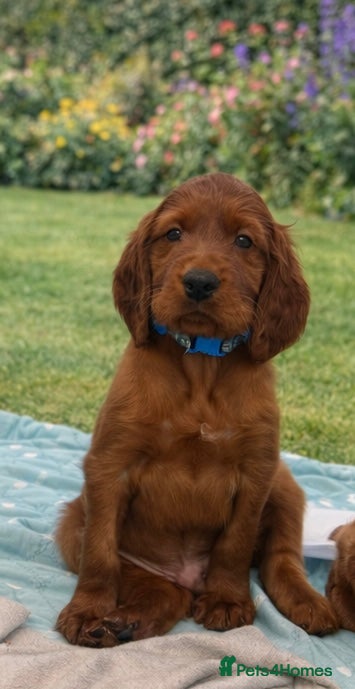 Irish Setter dogs Ready next week Beautiful Irish setter puppies  - Advert 1