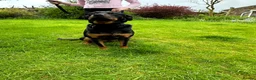 Rottweiler dogs for sale: Beautiful Family Rottweiler Girl Adult  - Advert 5