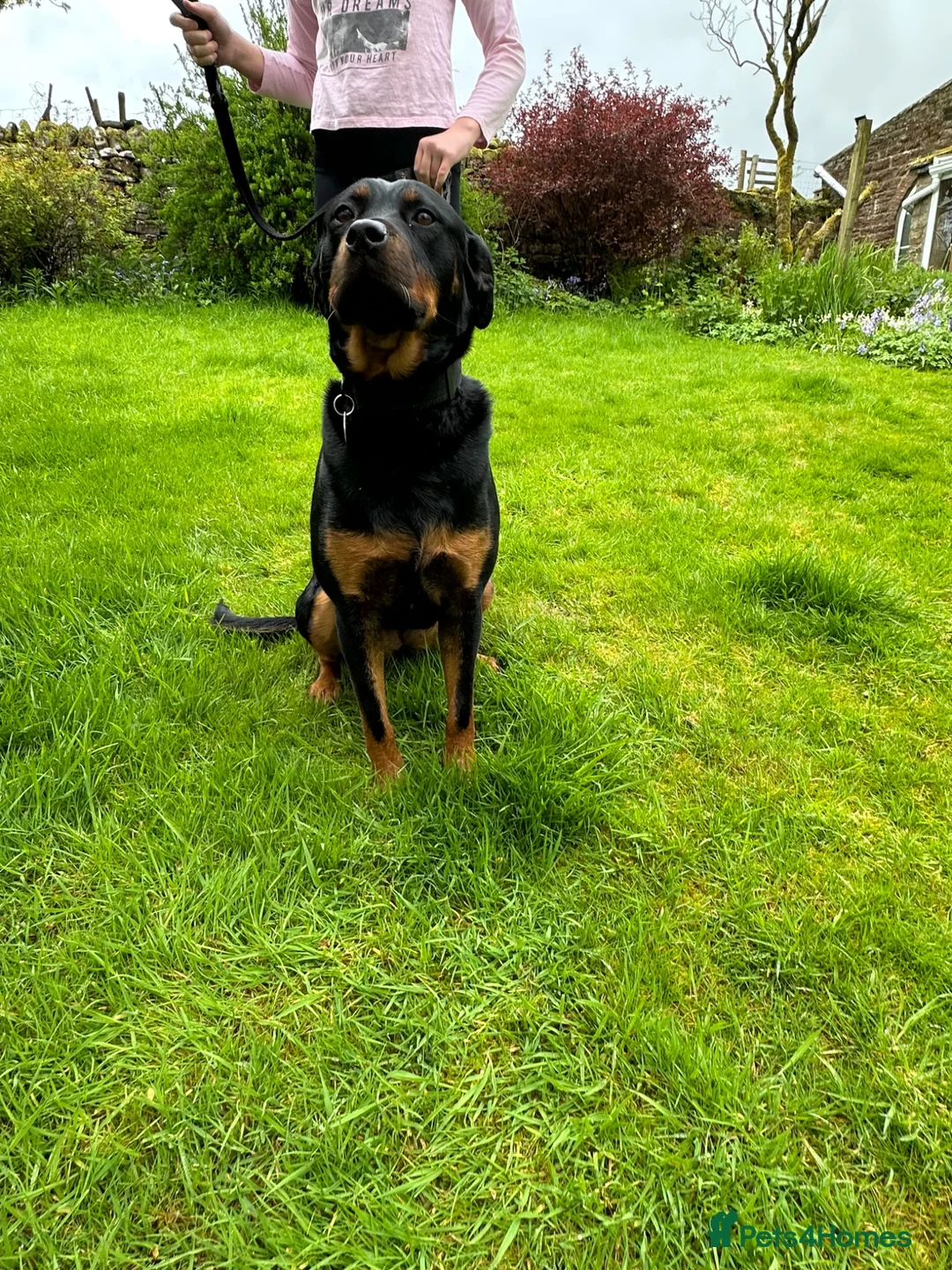 Rottweiler dogs for sale: Beautiful Family Rottweiler Girl Adult  - Advert 5