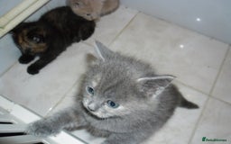 Mixed Breed cats for sale: 8 BEUTIFUL KITTENS FOR SALE - Image 8
