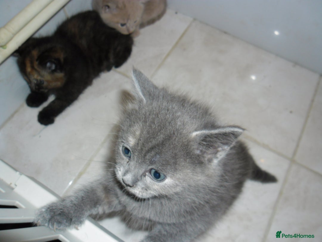 Mixed Breed cats for sale: 8 BEUTIFUL KITTENS FOR SALE - Image 8
