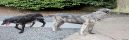 Irish Wolfhound dogs for sale: Wolfhound/Caucasian  - Advert 9