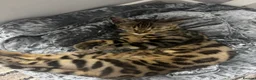 Bengal cats for sale: Bengal boy  in Preston - Advert 5