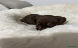 Miniature Dachshund dogs for sale: Multi coloured litter - Image 6