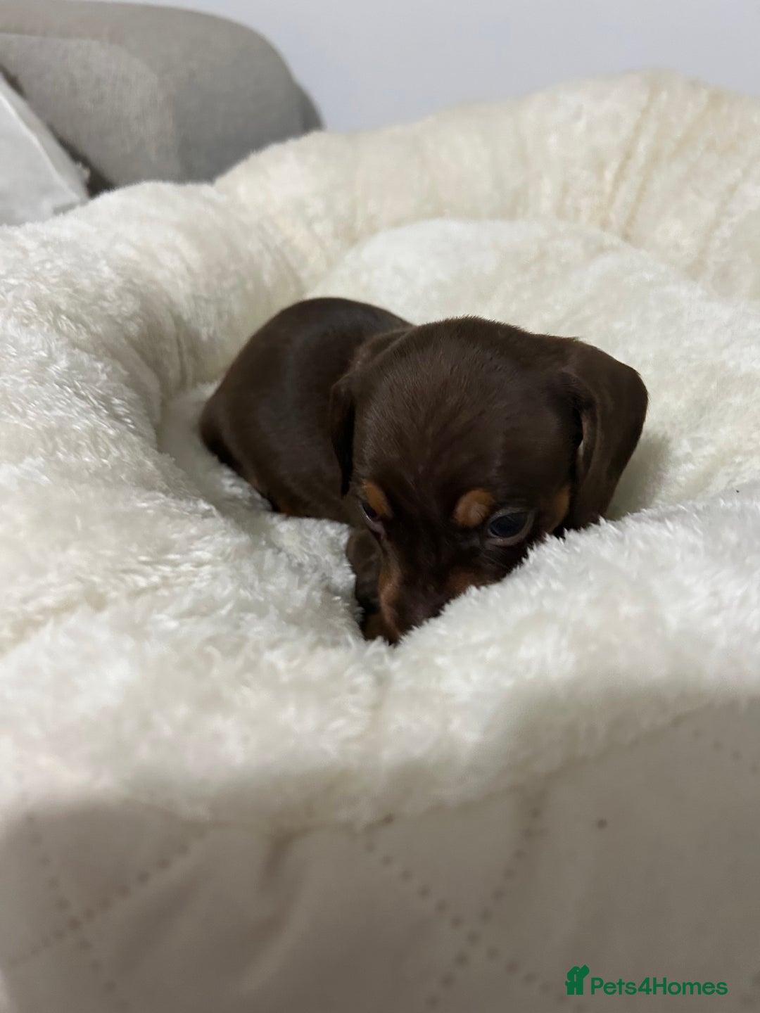 Miniature Dachshund dogs for sale: Multi coloured litter - Image 6