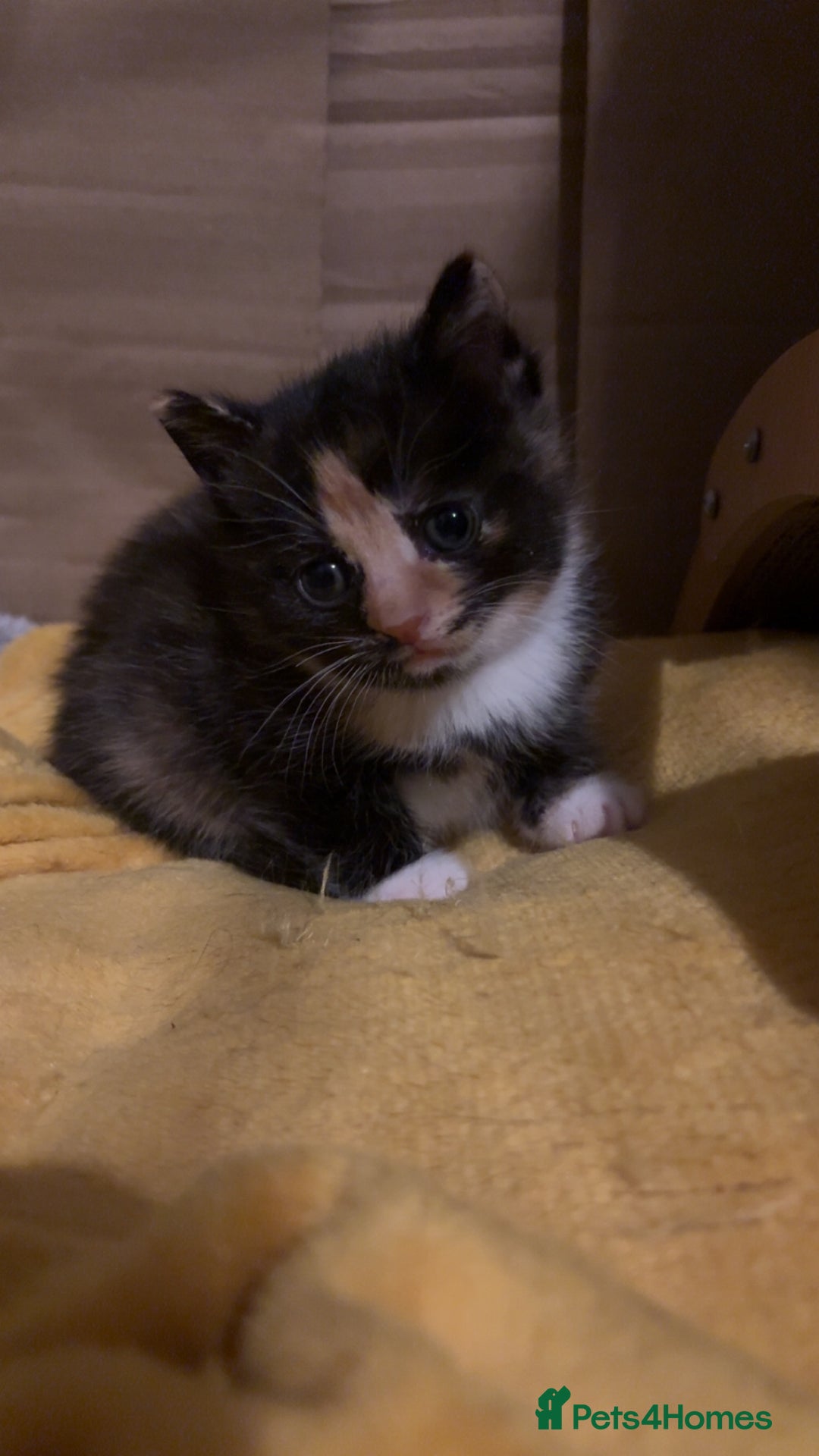 Mixed Breed cats for sale: 2 beautiful kittens  - Advert 3