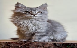 Maine Coon cats for sale: Beautiful pure bread maine coon kittens  - Image 35