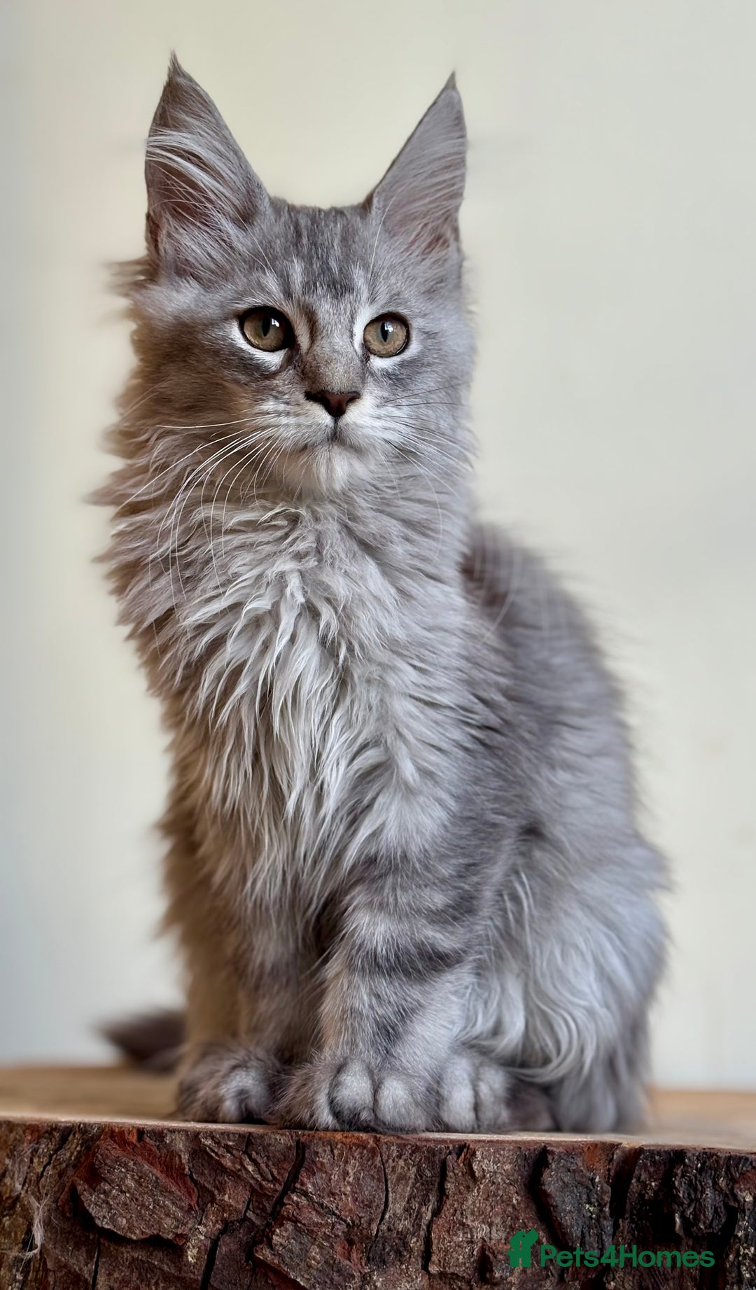 Maine Coon cats for sale: Beautiful pure bread maine coon kittens  - Image 35