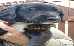 Sprocker dogs for sale: Sprocker Puppies  - Image 8