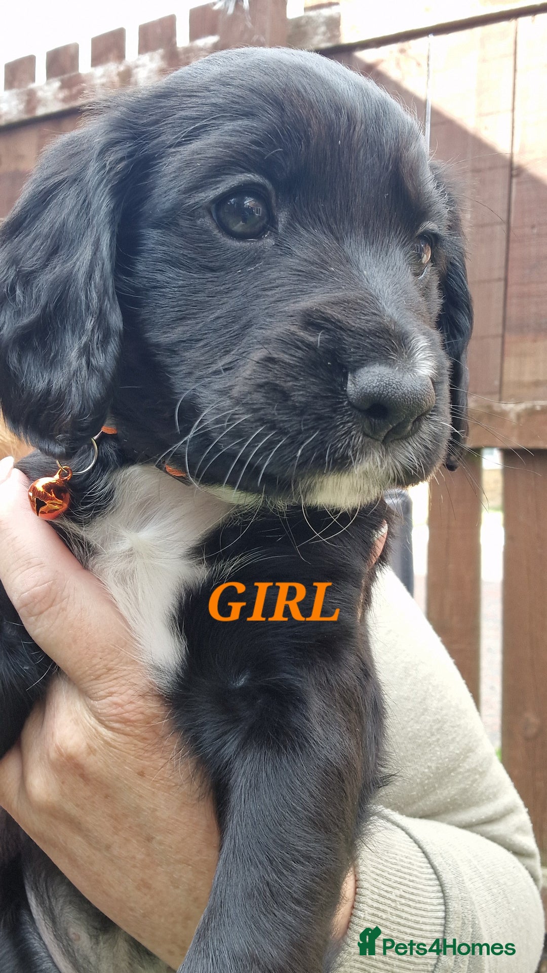 Sprocker dogs for sale: Sprocker Puppies  - Image 8
