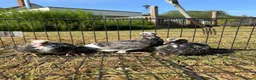 Pigeons birds for sale: Baby racing pigeons, homing pigeons  - Advert 1