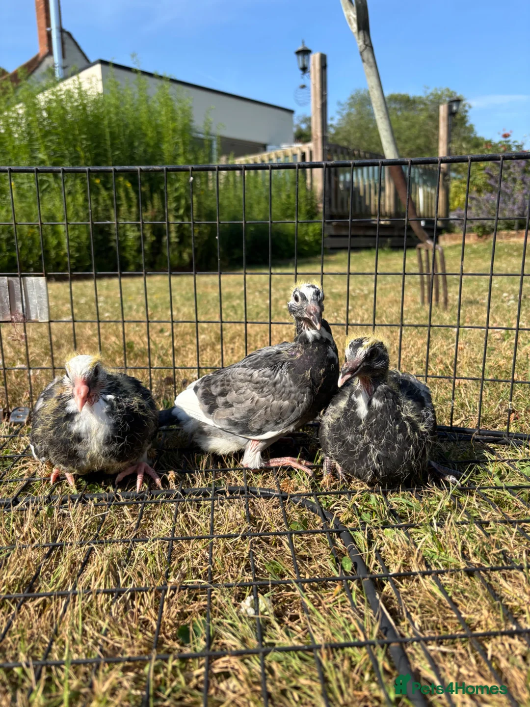 Pigeons birds for sale: Baby racing pigeons, homing pigeons  - Advert 1