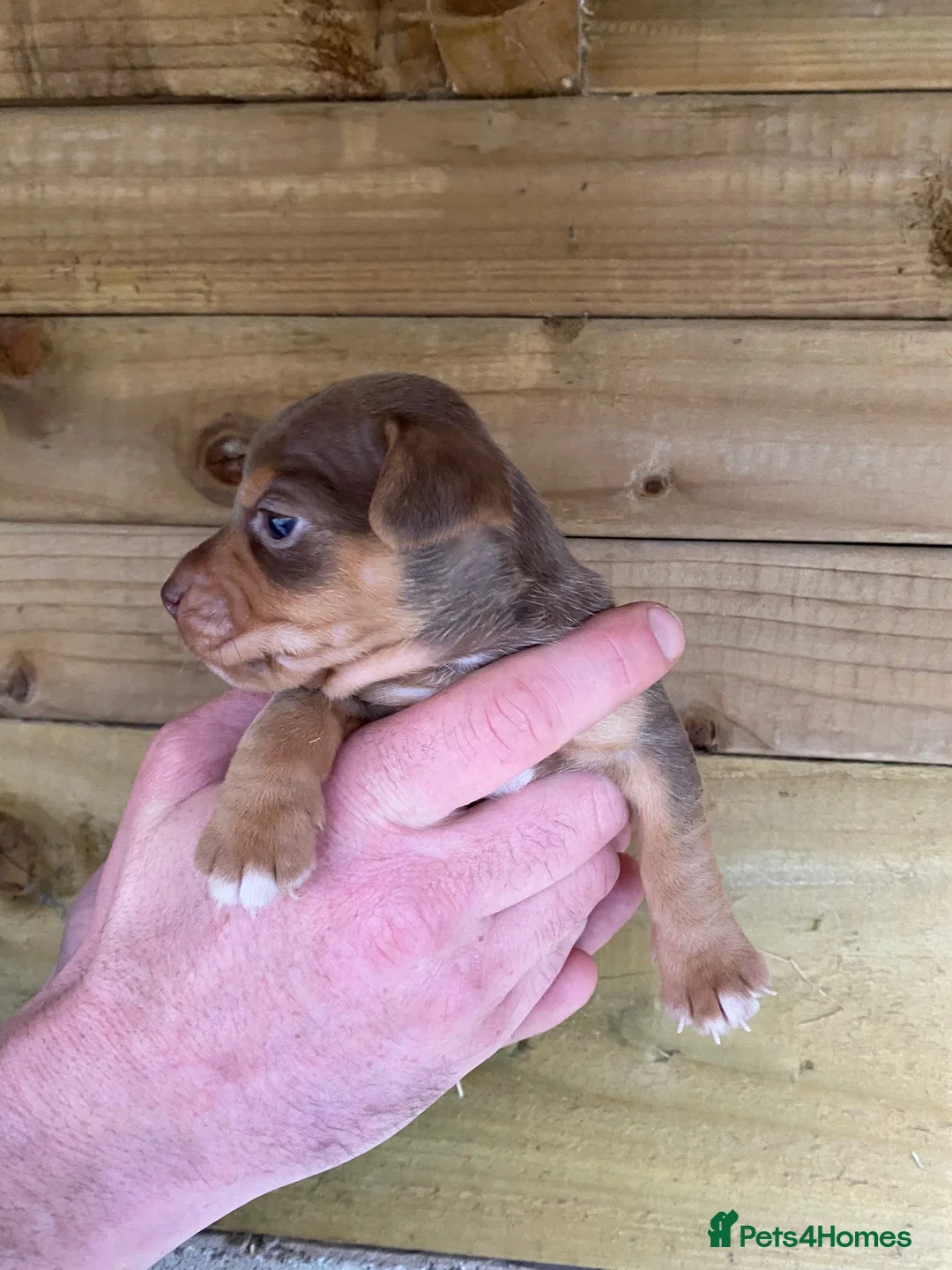 Jack Russell dogs for sale: Beautiful coloured Jack Russell puppies  - Advert 2