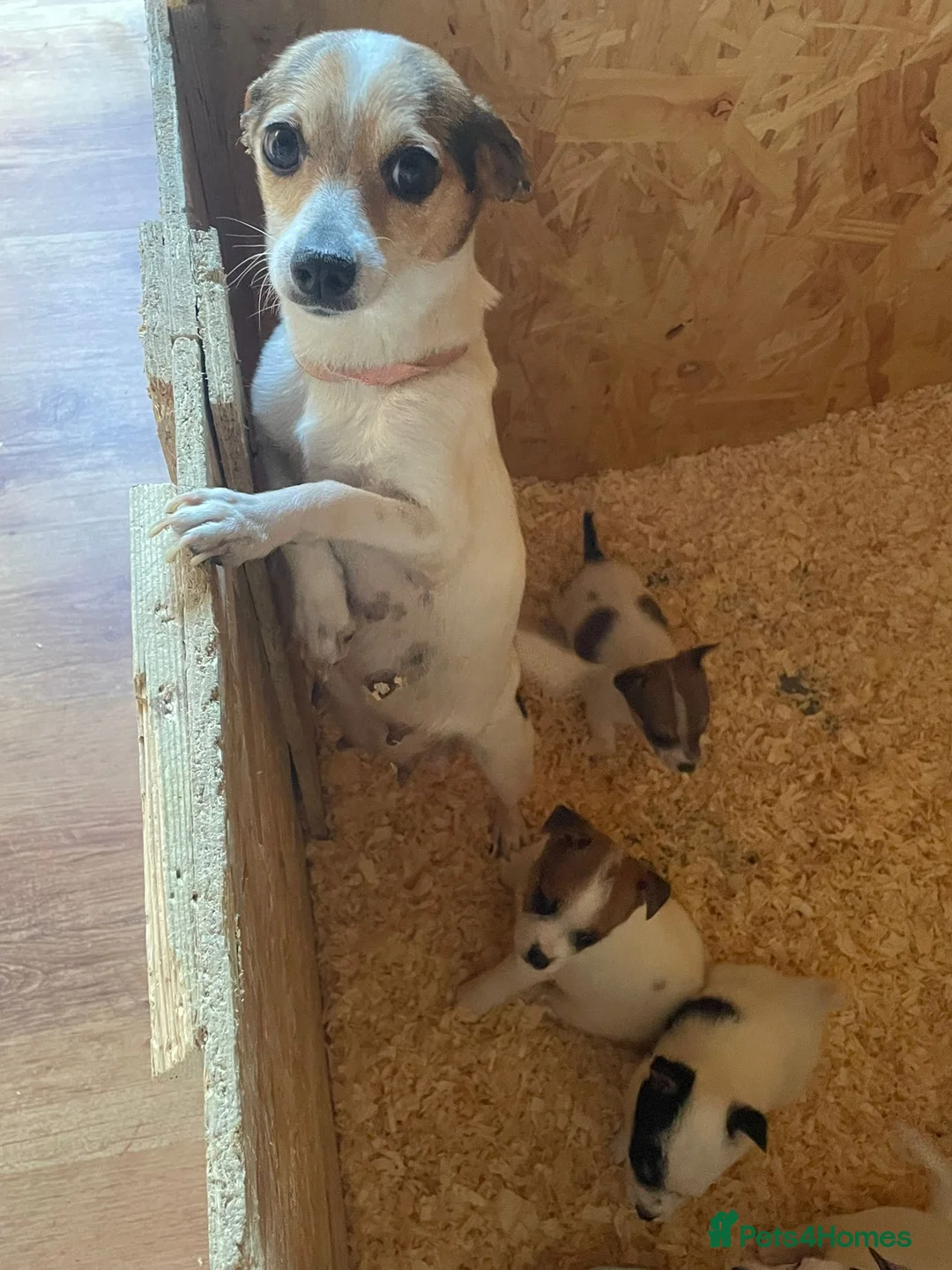 Jack Russell dogs for sale:  short legged short haired Jack russells  in Enfield - Advert 1