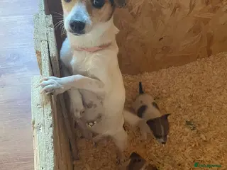 Jack Russell dogs short legged short haired Jack russells - Advert 4