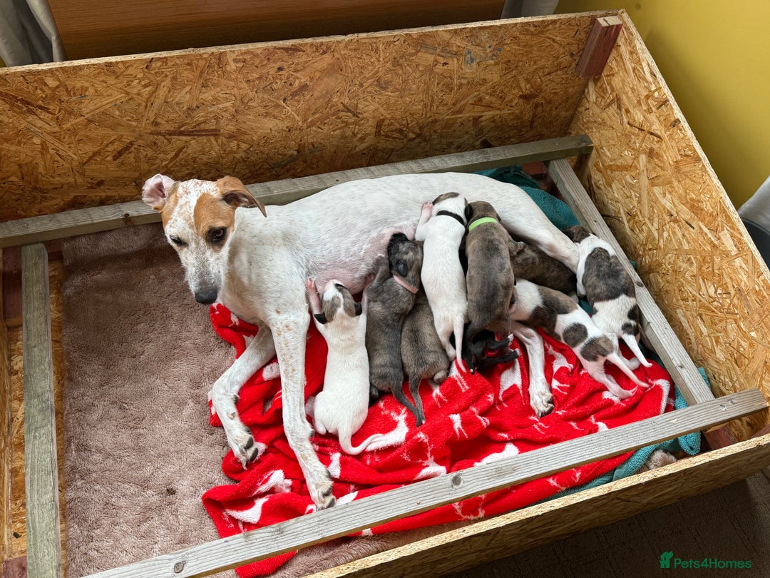 Lurcher dogs for sale: Litter of fabulous Lurchers - Image 23