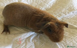 Guinea Pig rodents for sale:  skinny pigs  in Lewes - Image 25