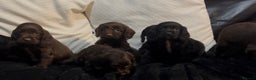 Cockapoo dogs for sale: Adorable F1B Cockapoos❤️💙 🐾 - Advert 19