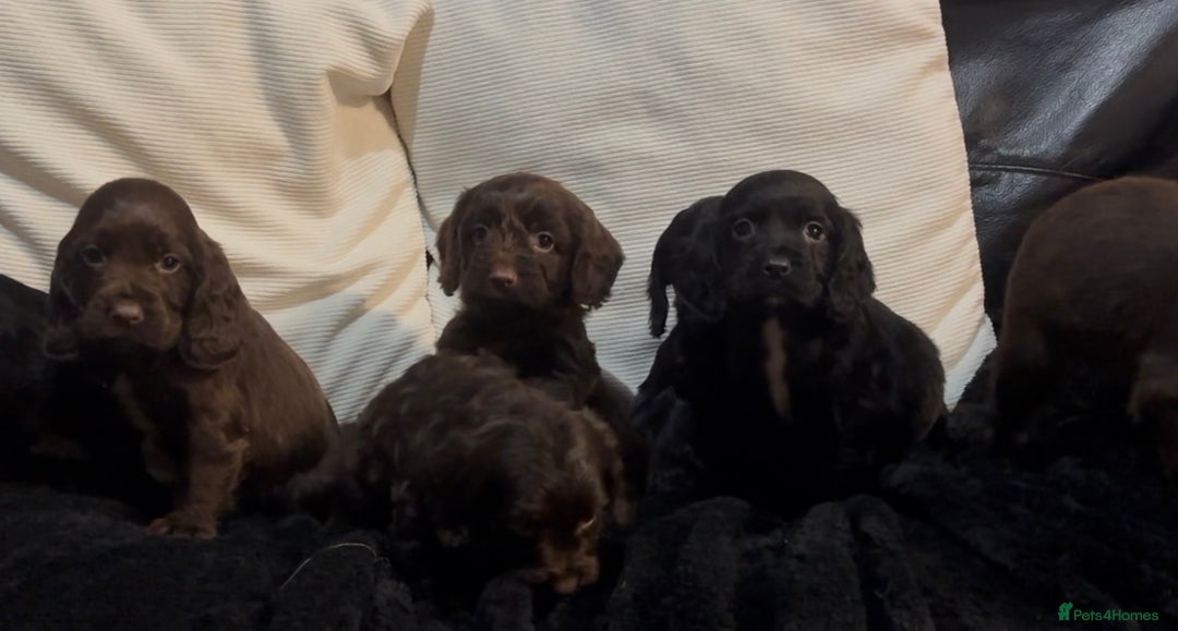 Cockapoo dogs for sale: Adorable F1B Cockapoos❤️💙 🐾 - Advert 19