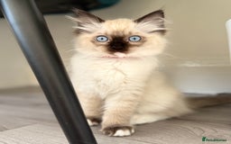 Ragdoll cats for sale: Beautiful Ragdol babies ready to leave  - Image 23