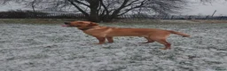 Labrador Retriever dogs for sale: Stunning Fox Red Labrador – 14 Months Old in Leigh - Advert 4