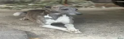 Whippet dogs for sale: Stunning litter of whippet puppies - Advert 3