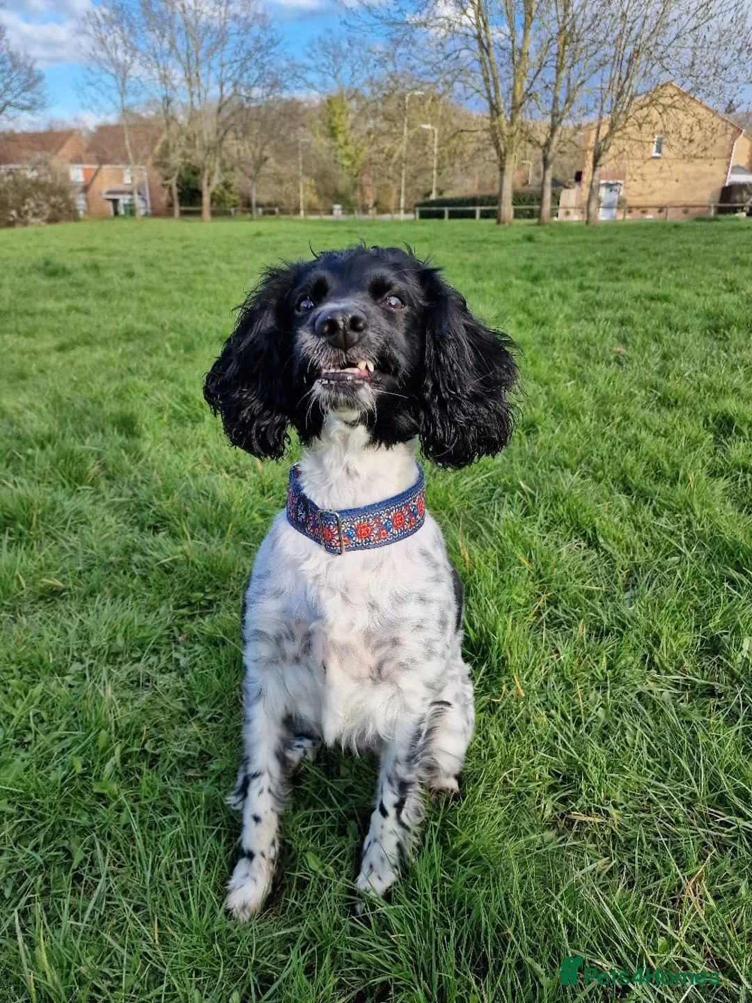 Mixed Breed dogs for sale: Lovely lady looking for a forever home  - Advert 2