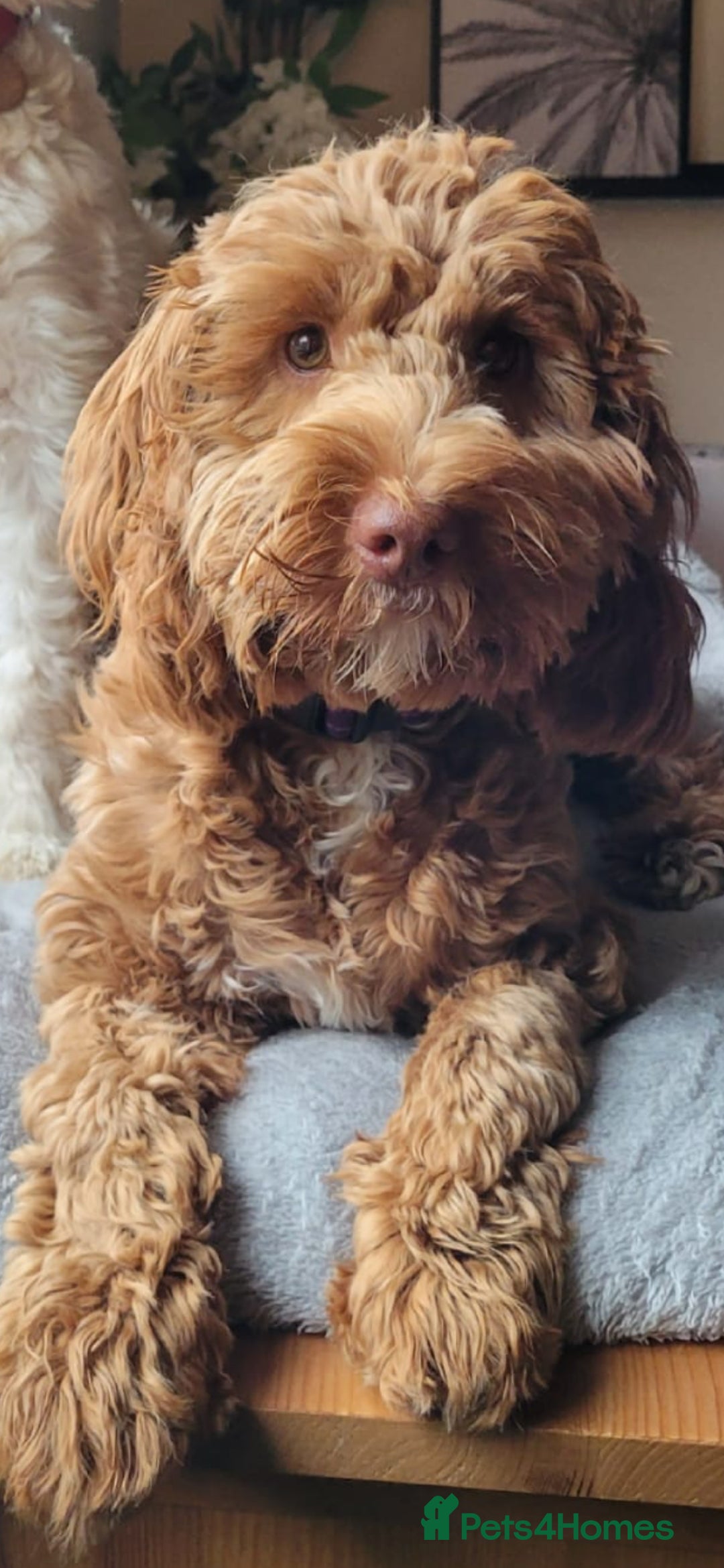Cockapoo dogs for sale: 10 month old female Cockapoo  - Advert 5
