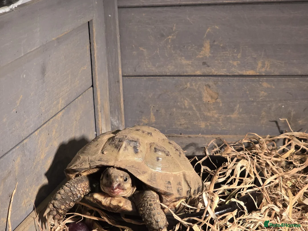 Tortoise reptiles for sale: 2x horsefield tortoises  in Northallerton - Advert 1