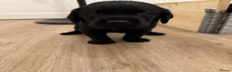 Labrador Retriever dogs for sale: Black Labrador puppies for sale  - Advert 3