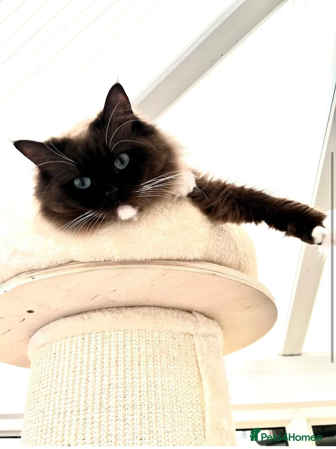 Ragdoll cats for sale: TICA registered cherubim kitten - Advert 12